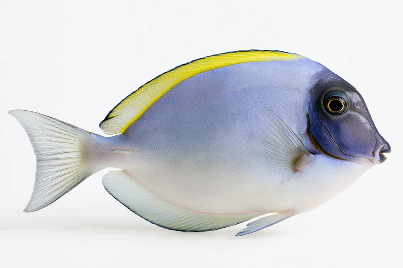Powder blue tang fish in side profile isolated on white background