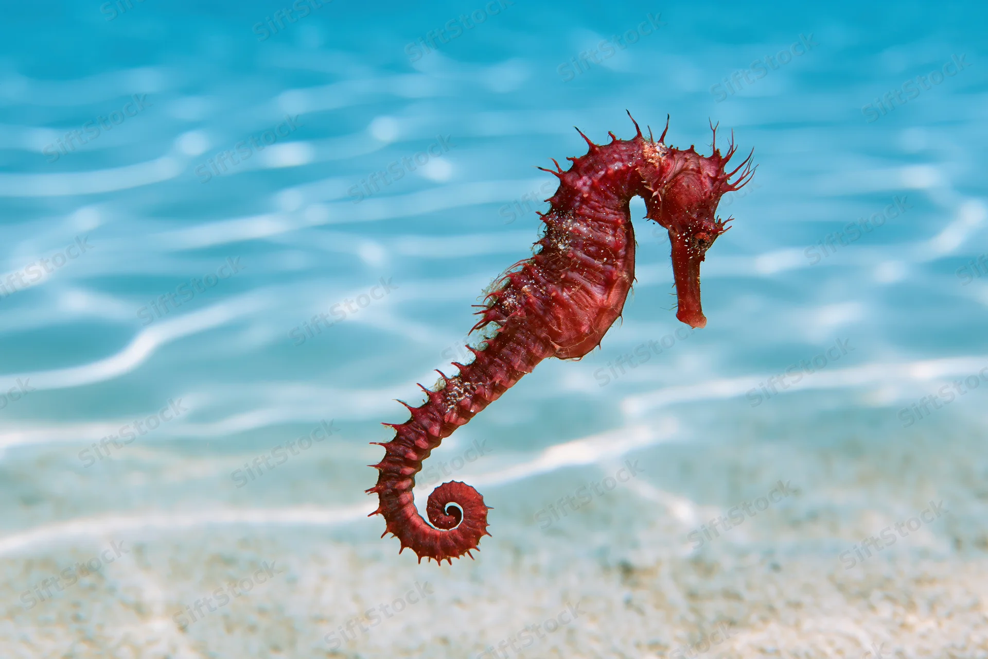 Red seahorse floating upright in clear blue water above sandy seabed