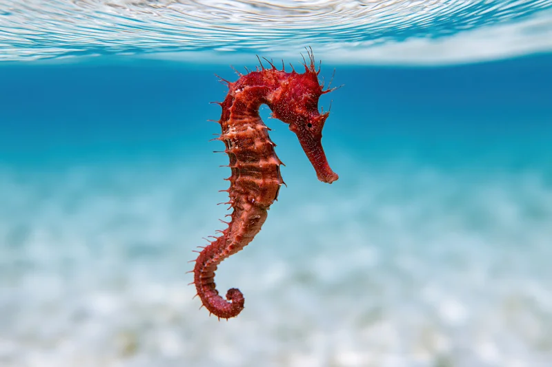 Red seahorse floating upright in clear blue water near ocean surface