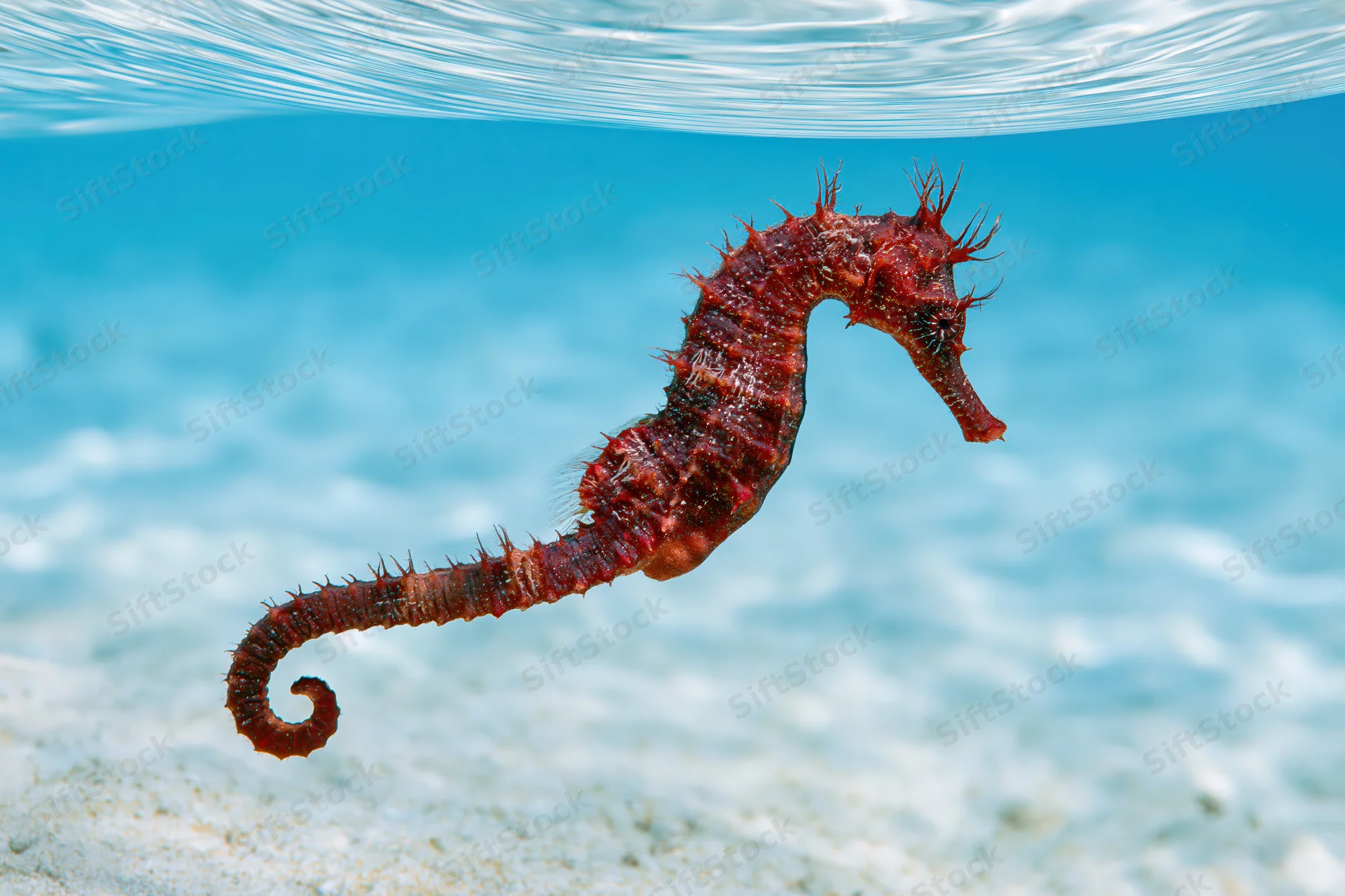 Red seahorse floating upright in clear blue water above sandy seabed