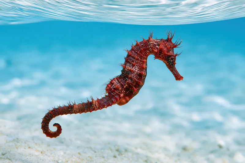 Red seahorse floating upright in clear blue water above sandy seabed