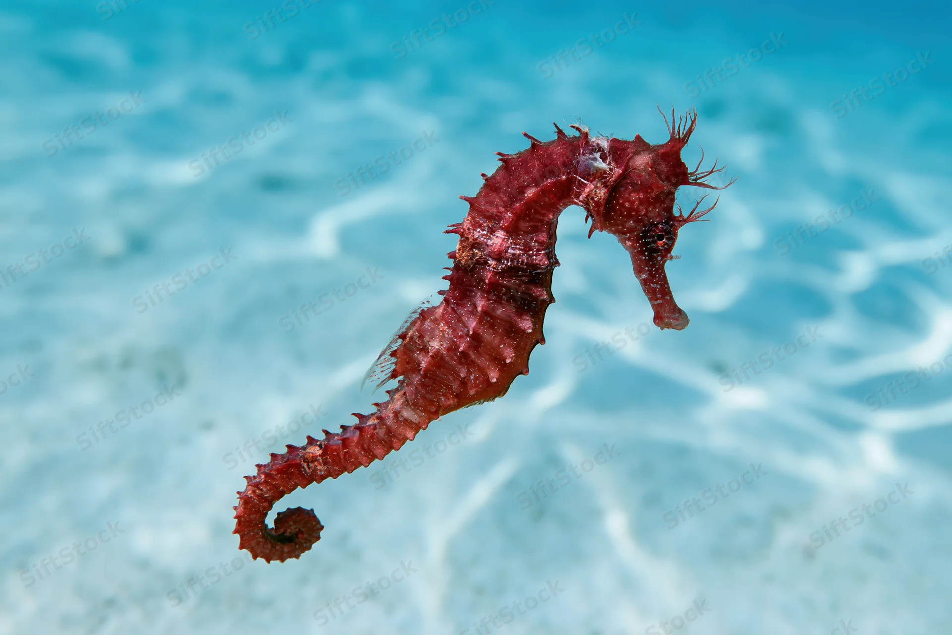 Red seahorse floating upright in clear shallow ocean water over sandy bottom