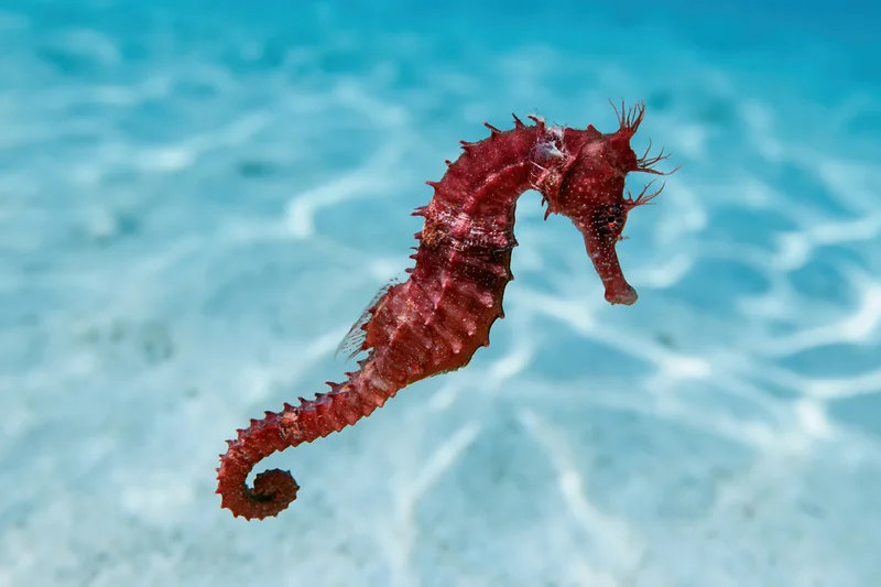 Red seahorse floating upright in clear shallow ocean water over sandy bottom