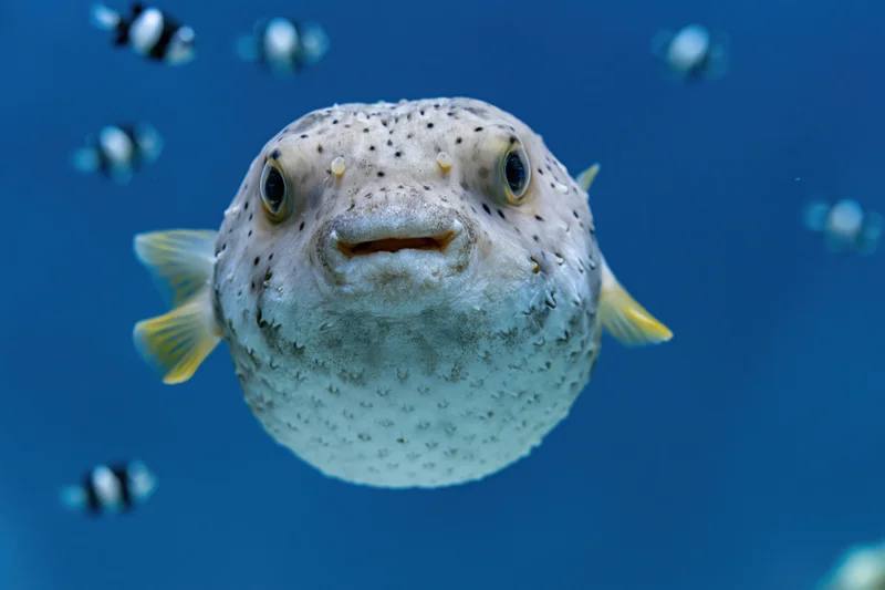 Pufferfish floating mid-water facing camera in blue aquarium water