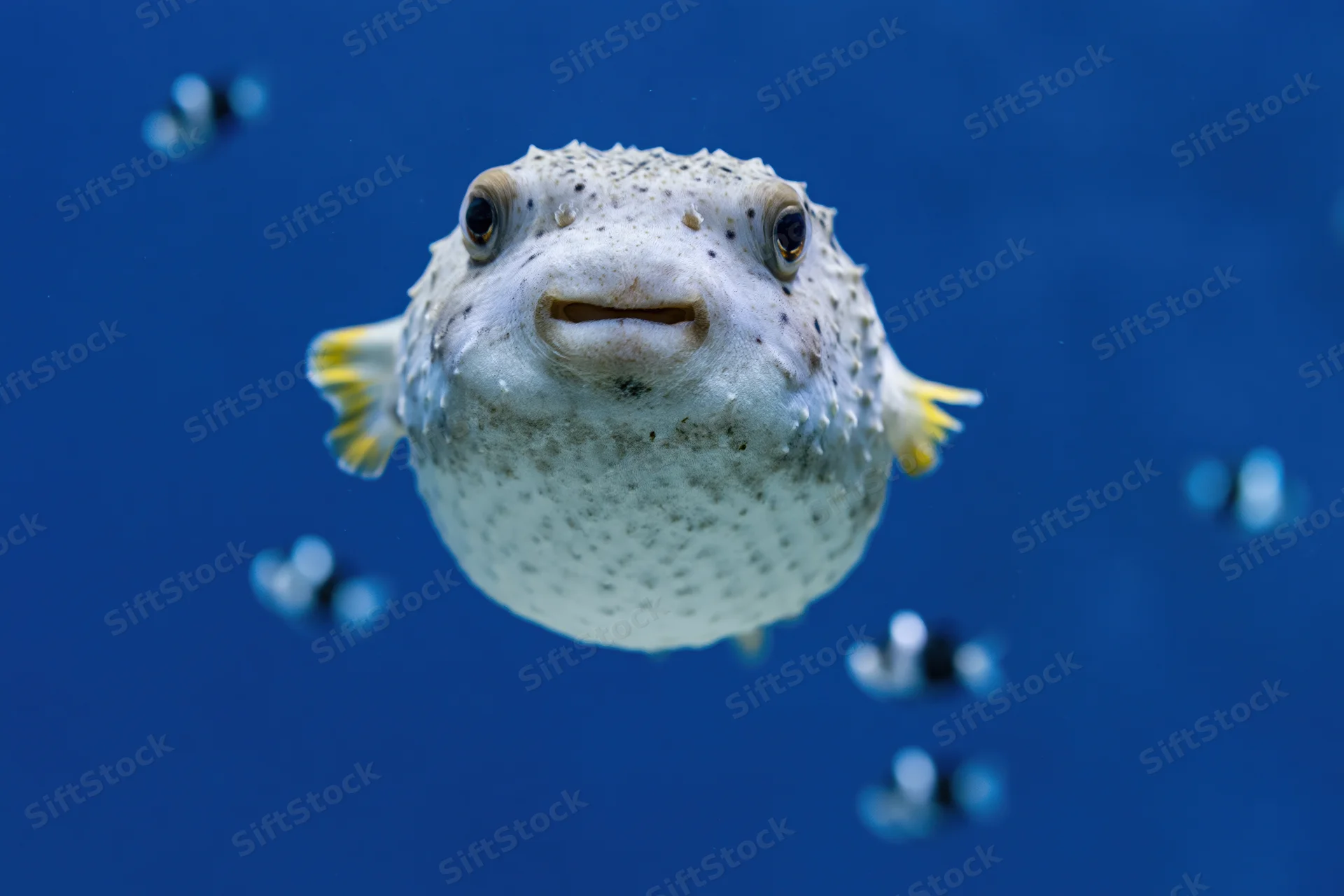 Pufferfish floating midwater facing camera in blue ocean environment