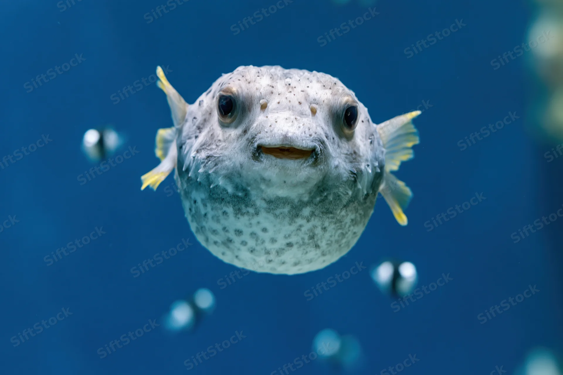 Pufferfish floating mid-water in aquarium with bubbles around it