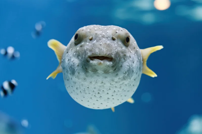 Inflated pufferfish floating mid-water in aquarium with blue background