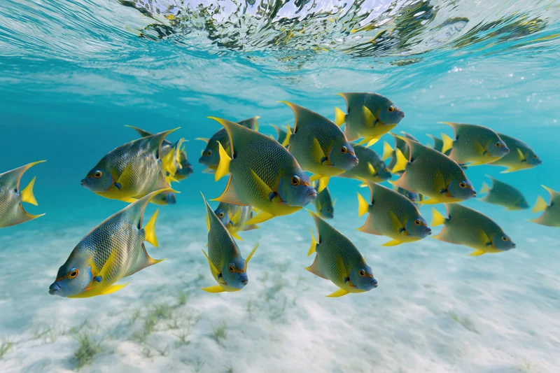 School of queen angelfish swimming in shallow tropical ocean water above sandy seabed