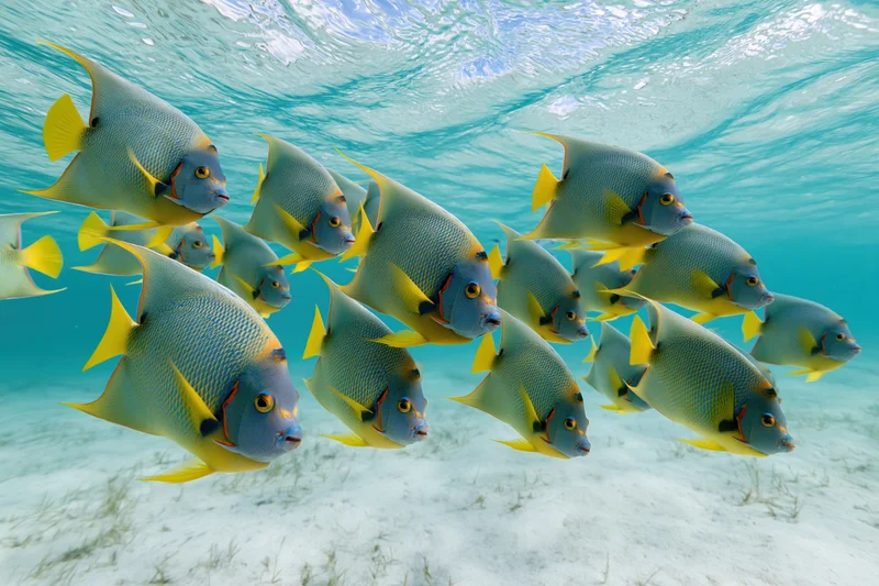 School of queen angelfish swimming together in shallow turquoise ocean water above sandy seabed