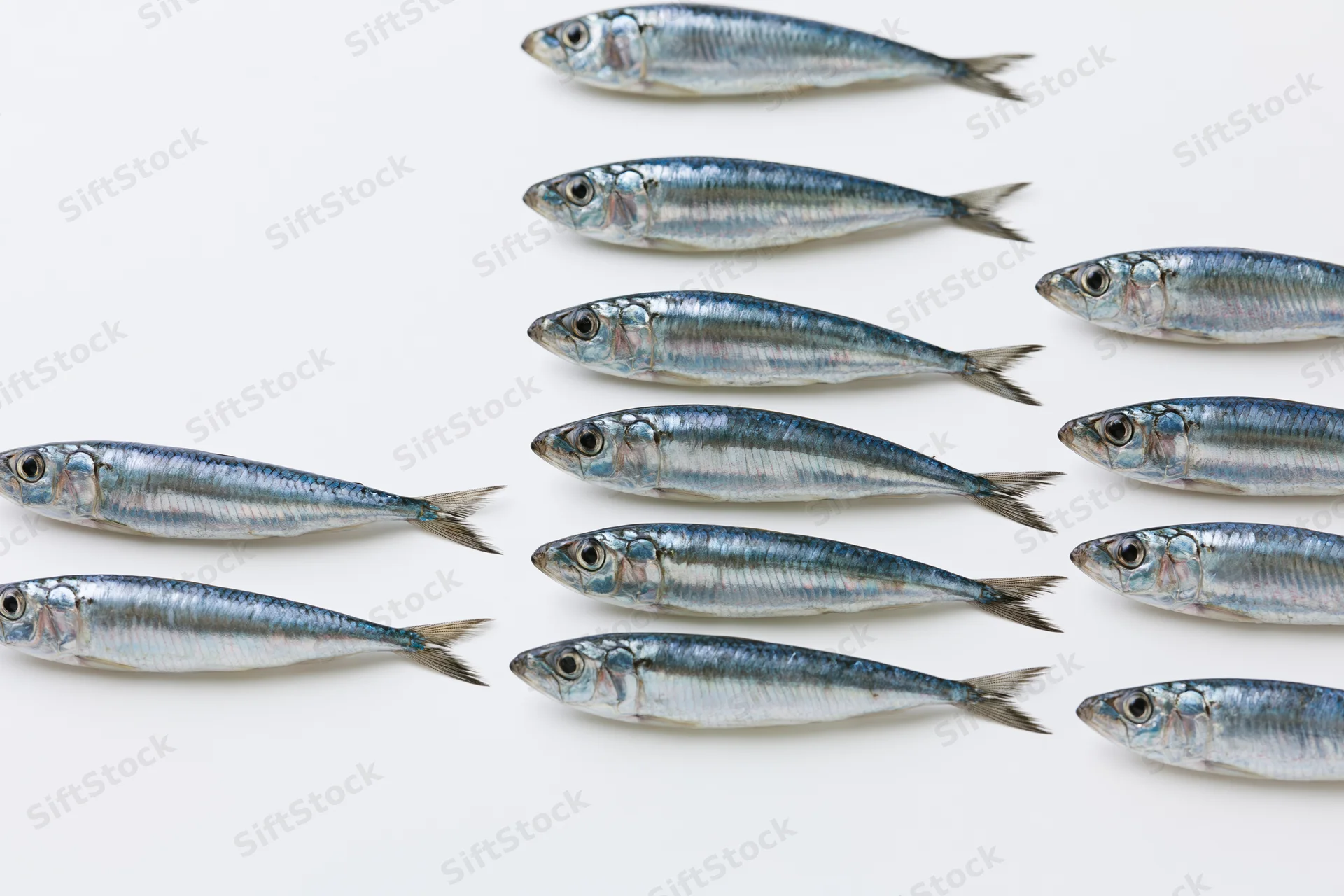 Sardine-like fish arranged in rows on a white background