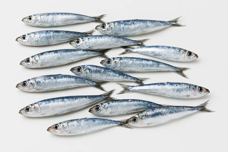 School of fresh sardine-like fish arranged on white background