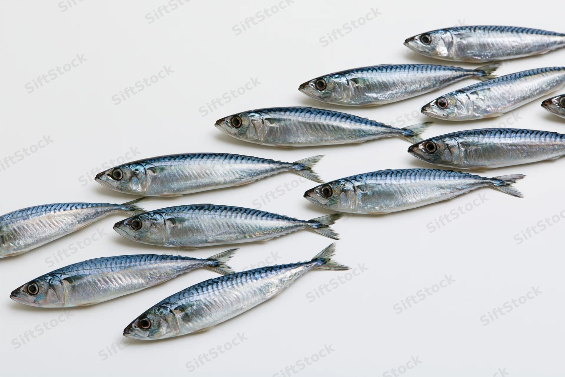 School of fresh mackerel fish arranged on white background