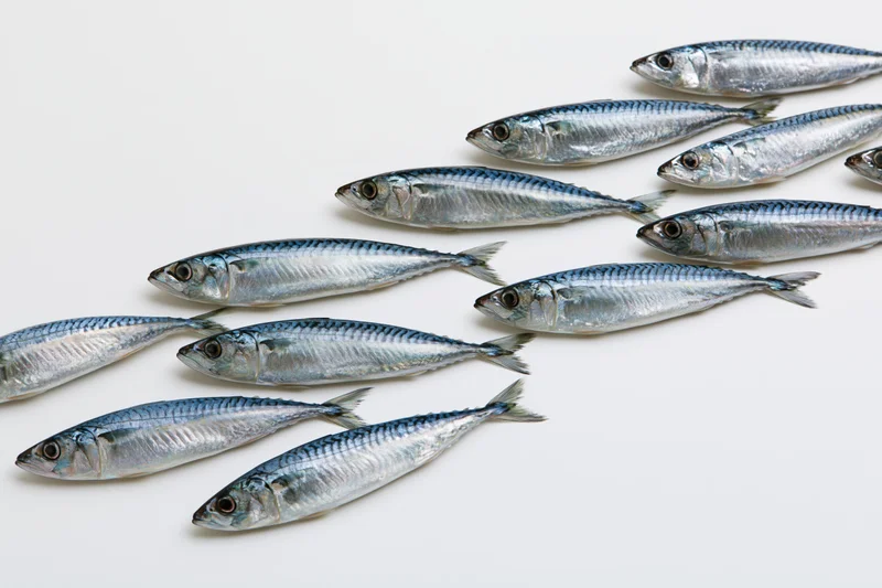 School of fresh mackerel fish arranged on white background