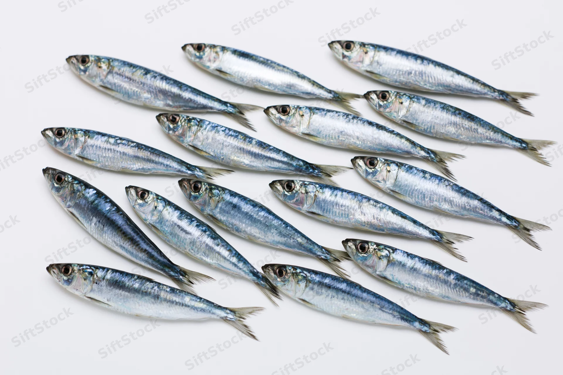 School of sardine-like fish arranged in rows on white background