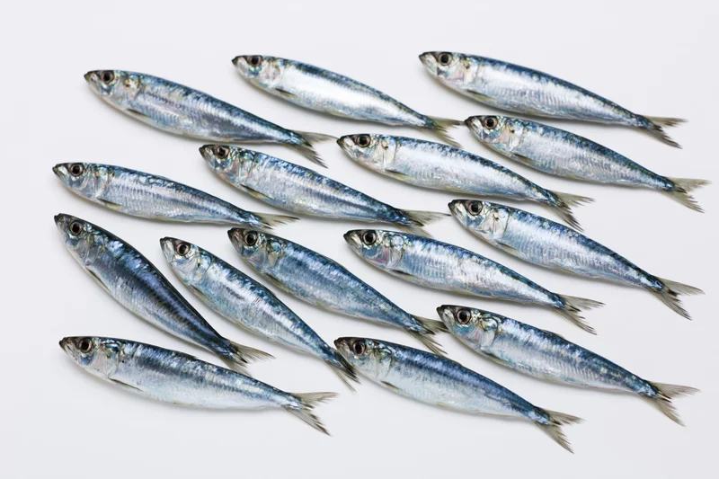 School of sardine-like fish arranged in rows on white background