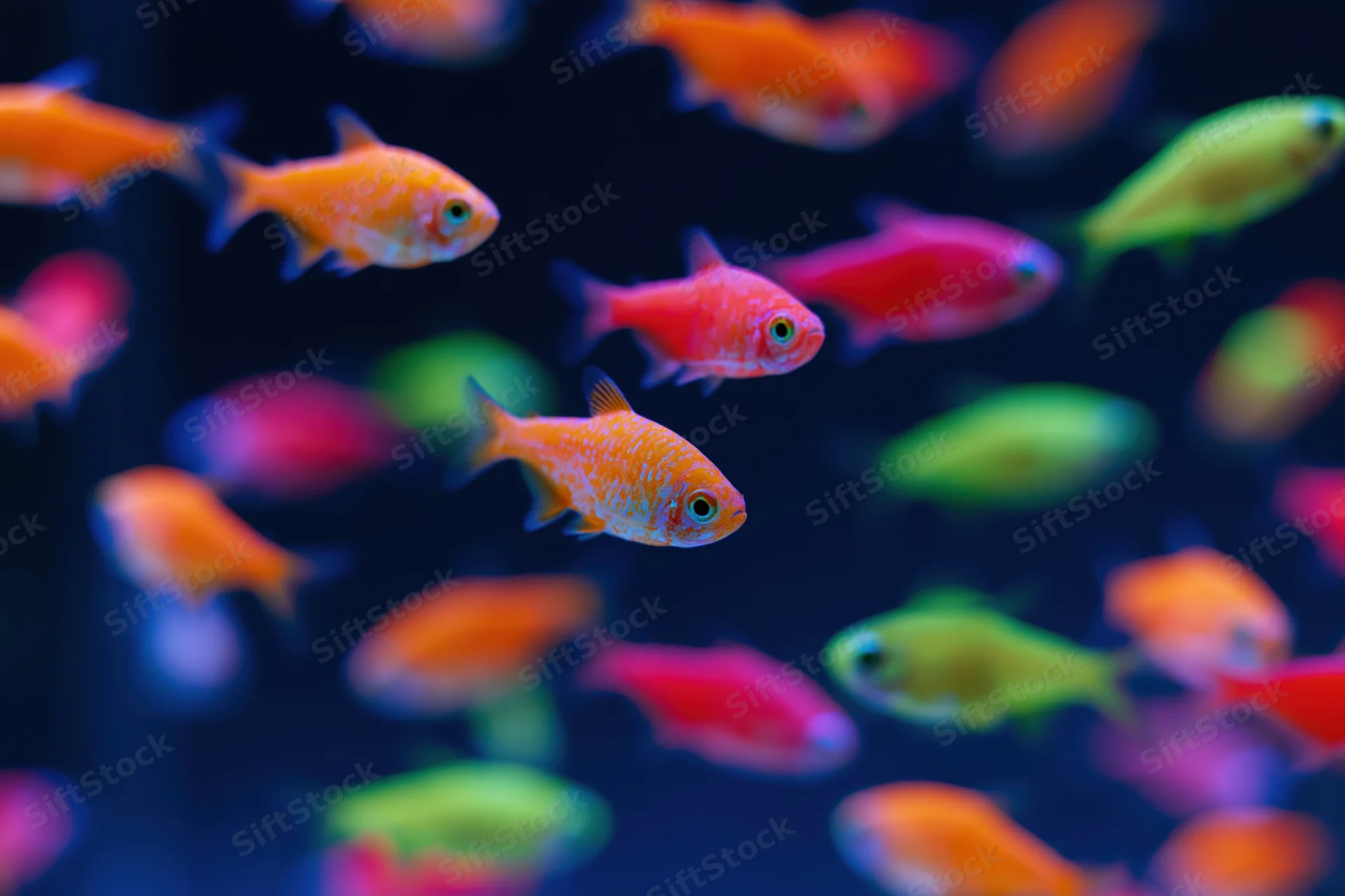School of glowing tetra fish swimming in dark aquarium water