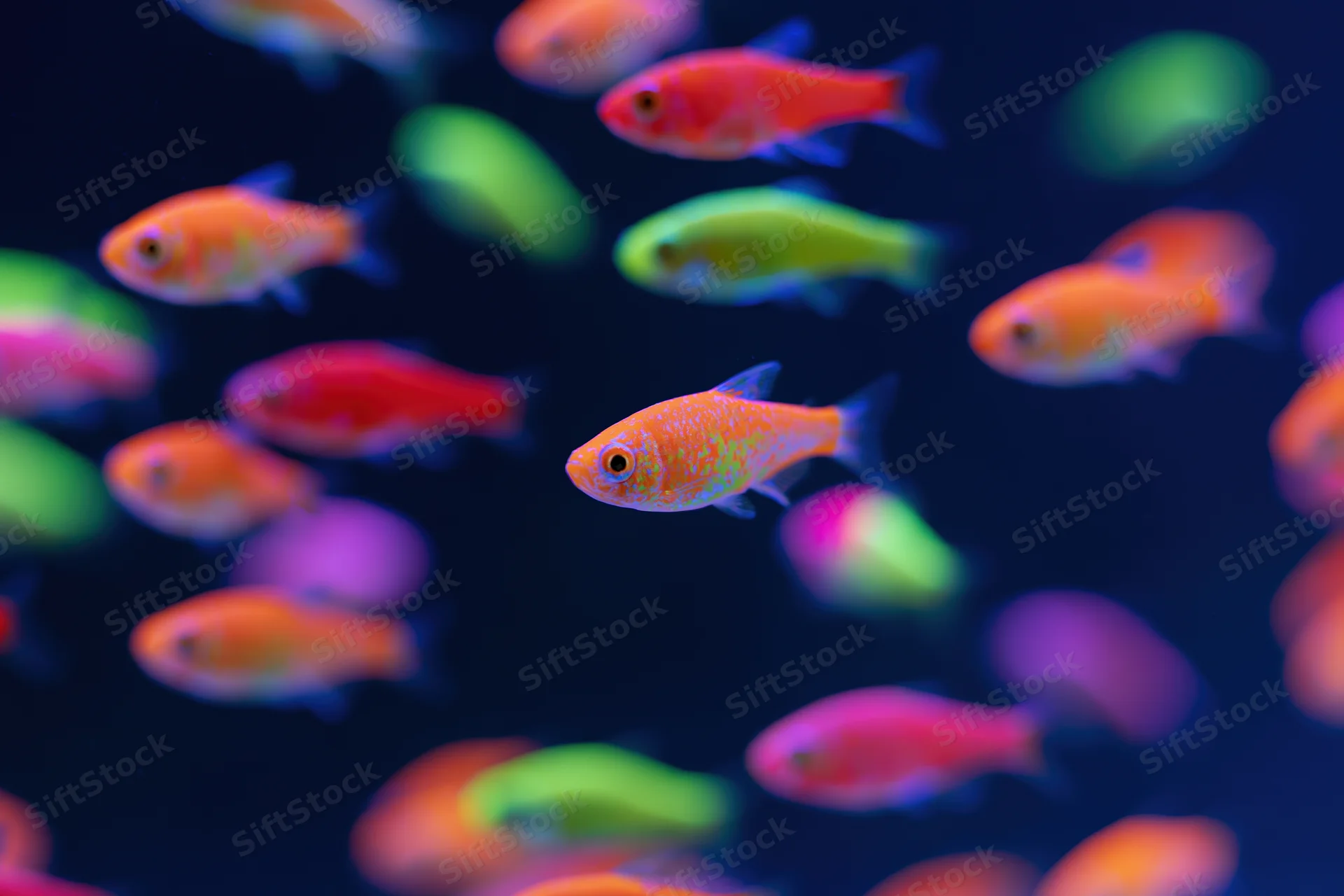 Fluorescent tetra fish swimming in dark aquarium water