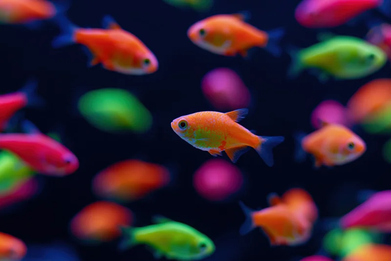 School of glowing tetra fish swimming in dark aquarium water