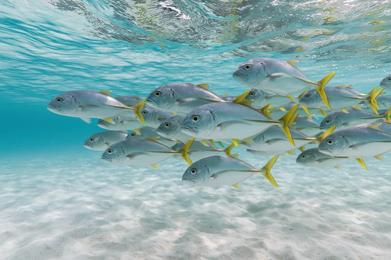 School of yellowfin jack fish swimming together in shallow ocean water above sandy seabed