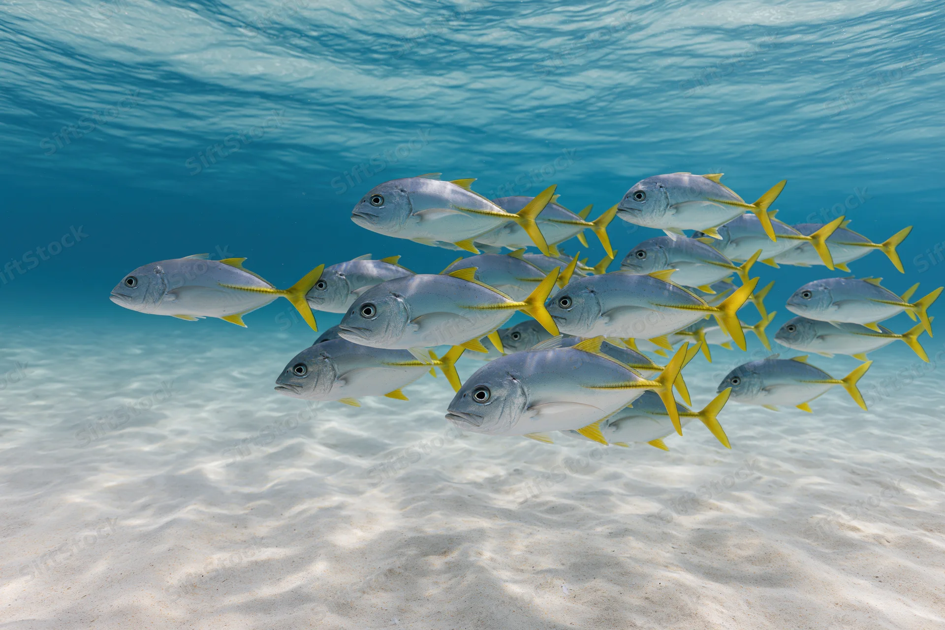 School of yellowfin jack fish swimming together in shallow ocean water over sandy seabed