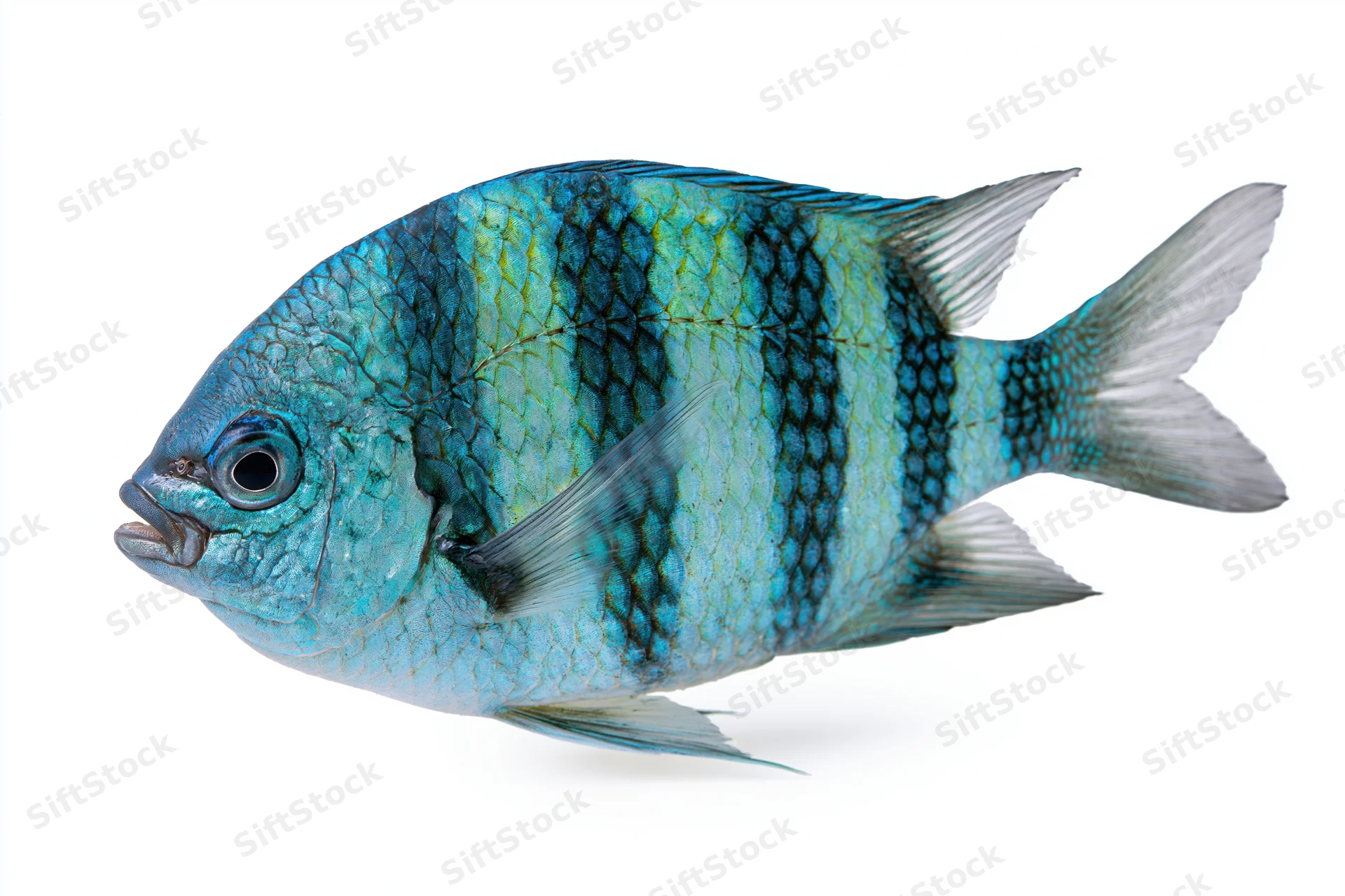 Sergeant major damselfish in profile against a white background
