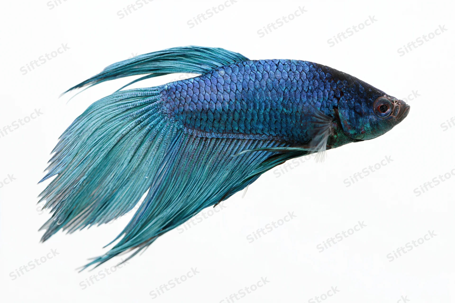 Blue siamese fighting fish swimming laterally on white background