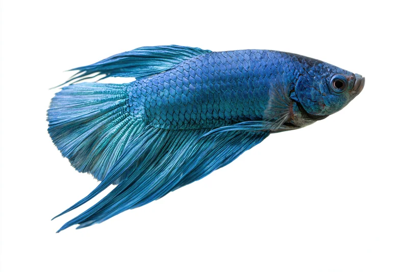 Blue siamese fighting fish swimming laterally isolated on white background