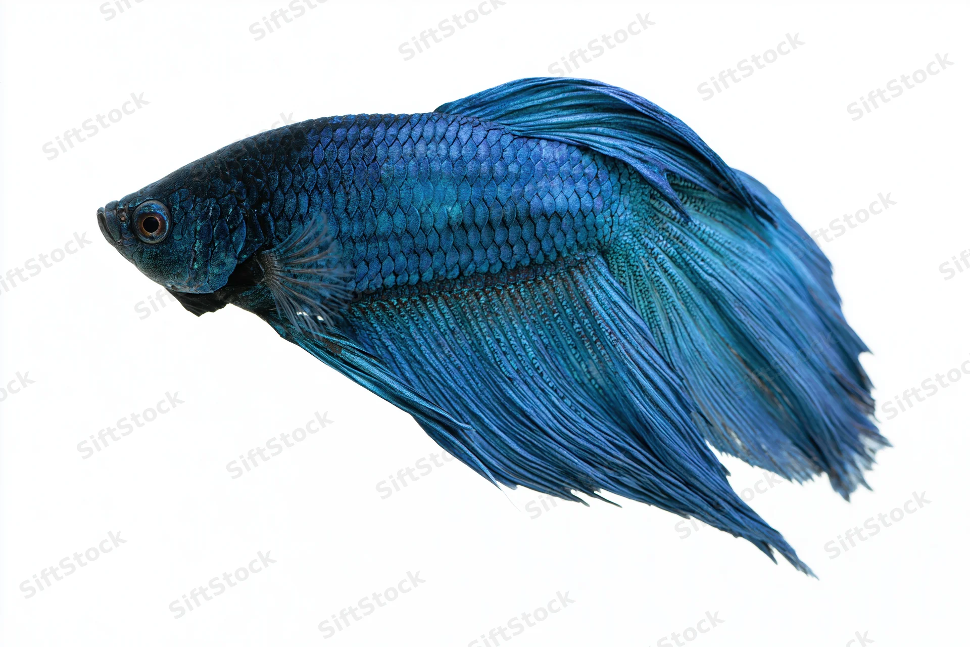 Blue siamese fighting fish swimming laterally isolated on white background