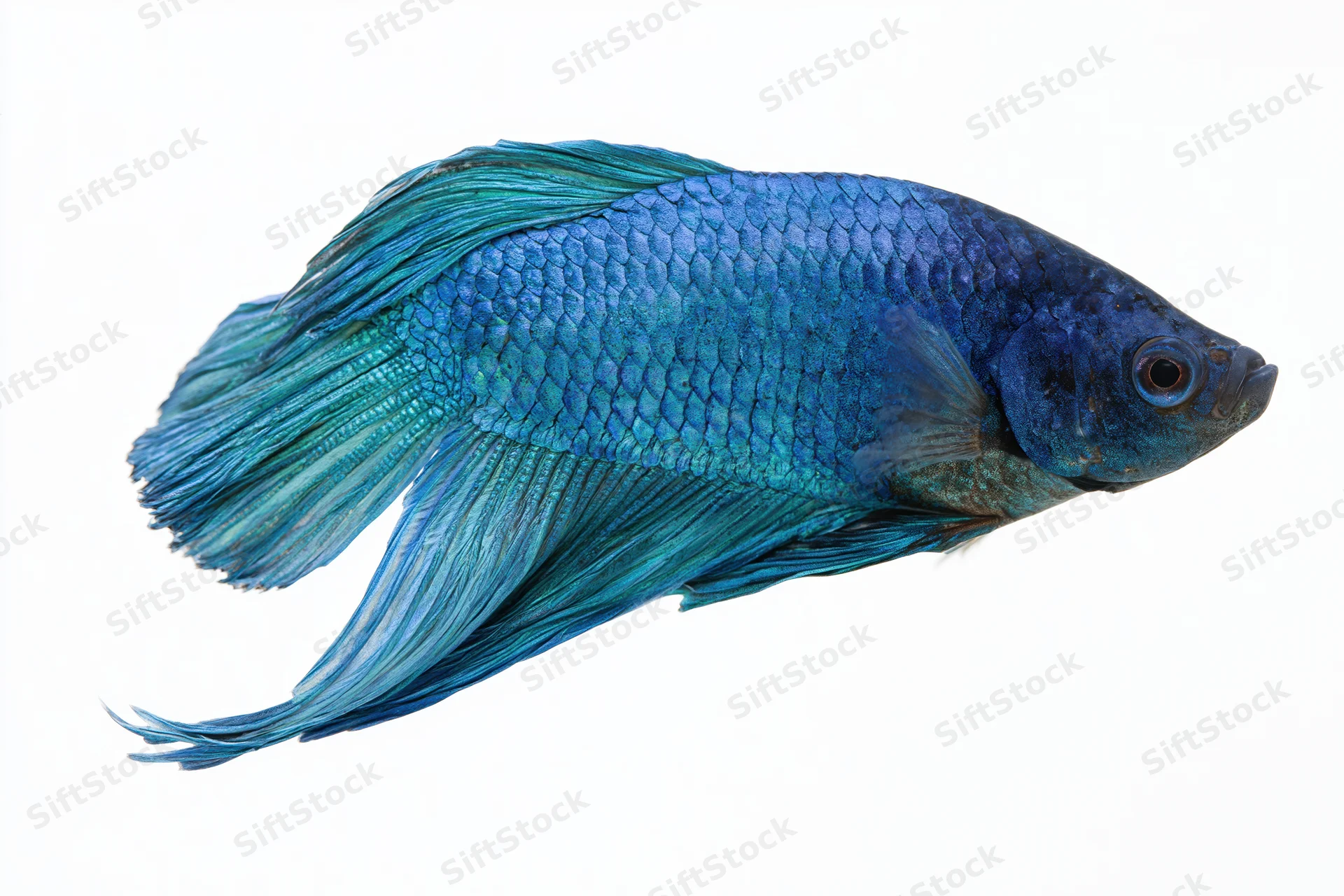 Blue siamese fighting fish swimming laterally on white background