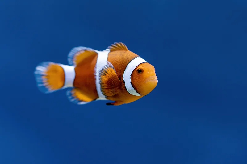 Clownfish swimming mid-water against blue ocean background