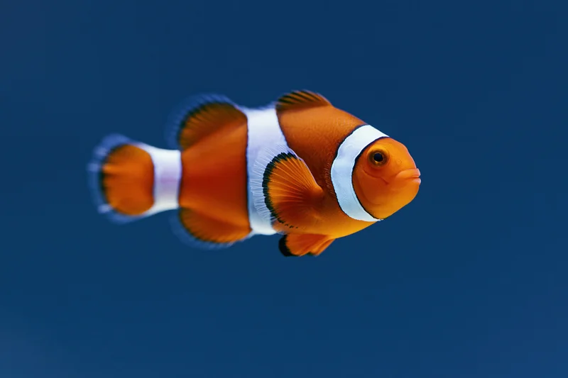 Clownfish swimming mid-water against deep blue background