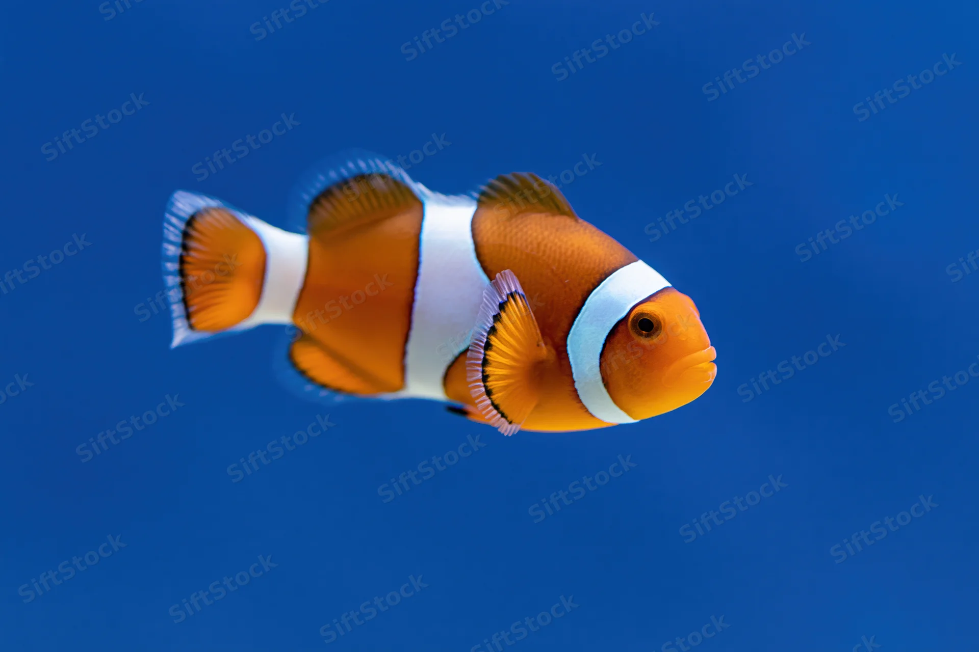Clownfish swimming midwater centered against blue background