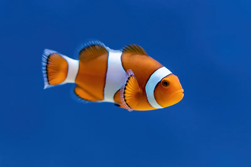 Clownfish swimming midwater centered against blue background