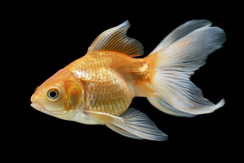 Fancy goldfish swimming with flowing fins against black background