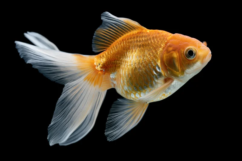 Fancy goldfish swimming with flowing fins and orange-white scales against black background