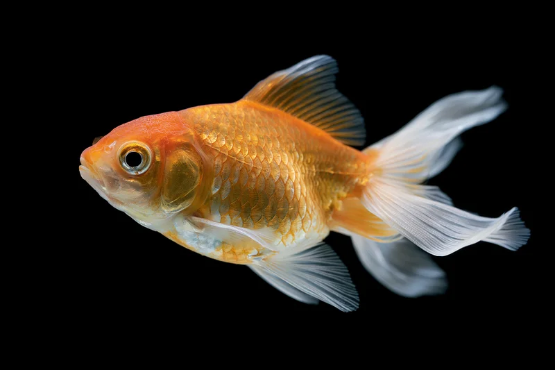 Fancy goldfish swimming with flowing white fins against black background