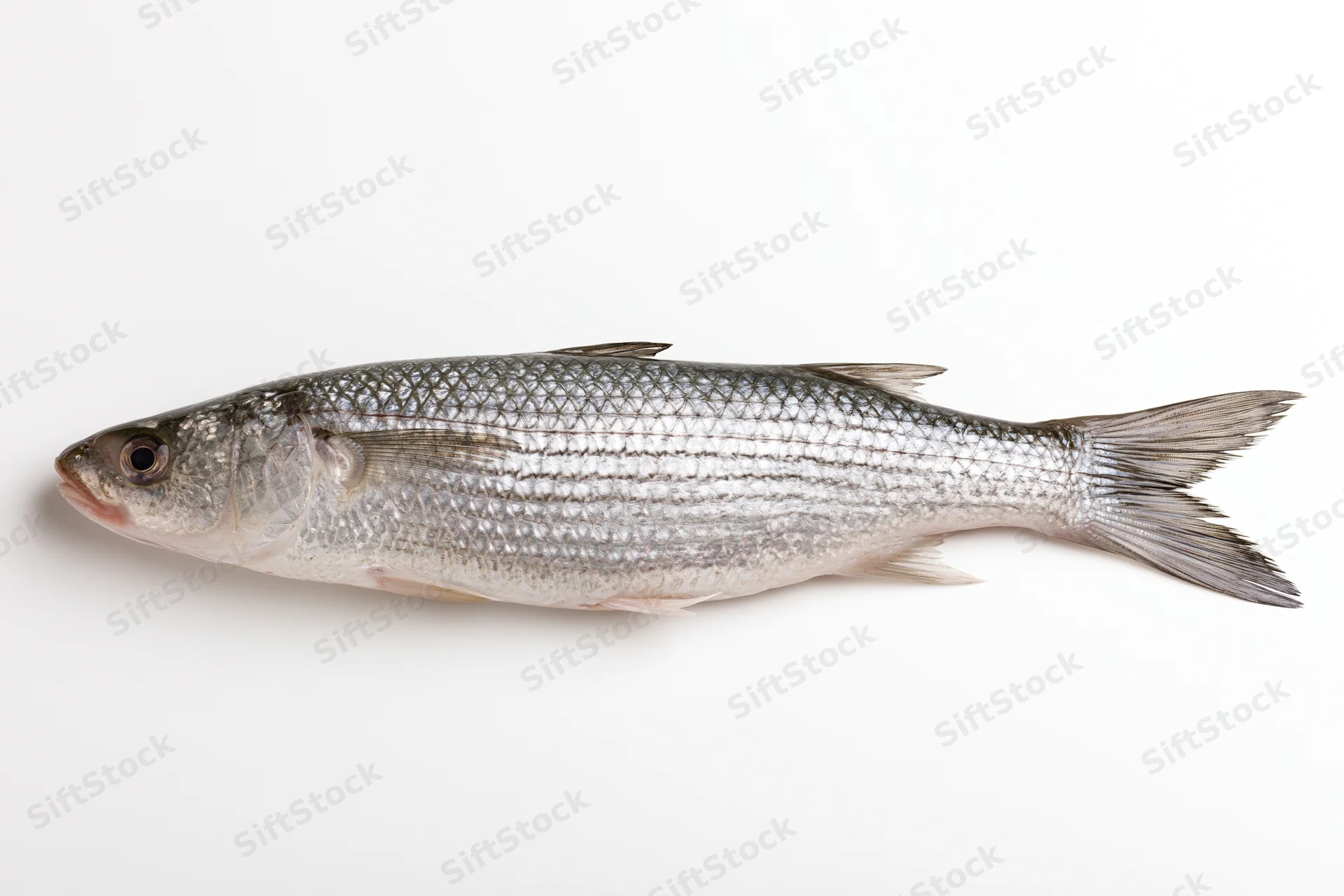 Fresh grey mullet fish lying on plain white background