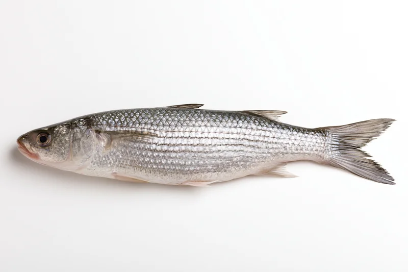 Fresh grey mullet fish lying on plain white background