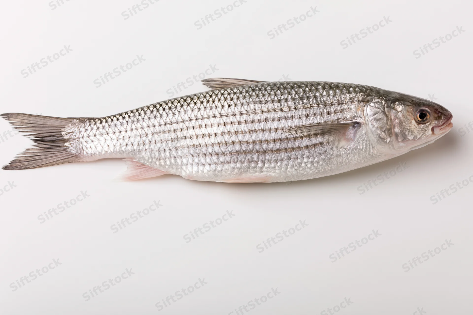 Whole fresh grey mullet fish lying on plain white background