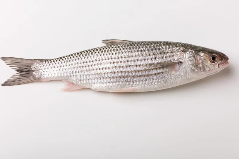 Whole fresh grey mullet fish lying on plain white background