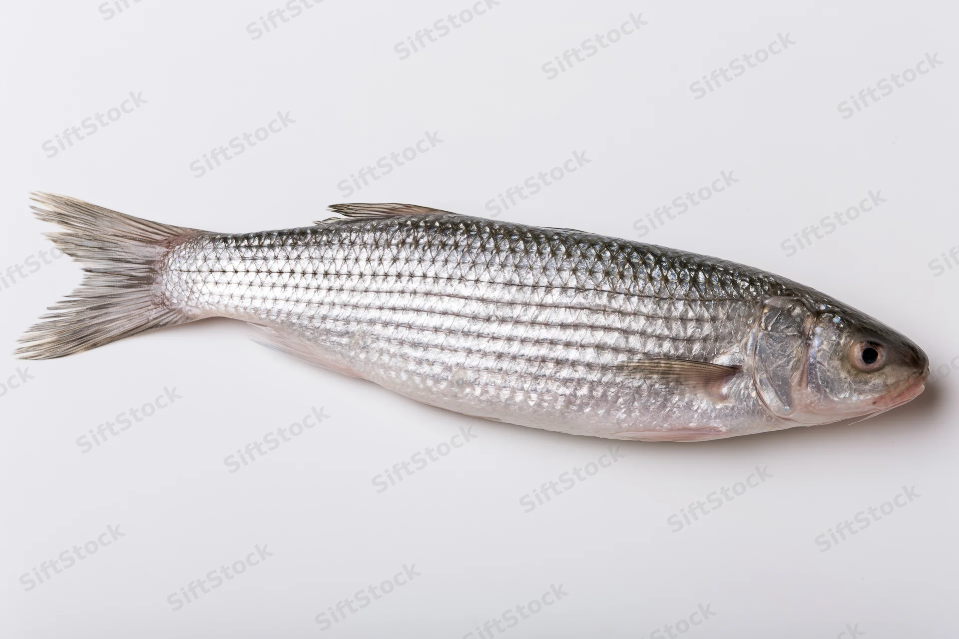 Whole fresh grey mullet fish lying on plain white background