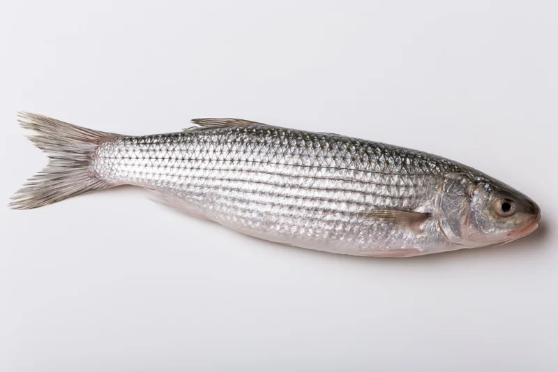 Whole fresh grey mullet fish lying on plain white background