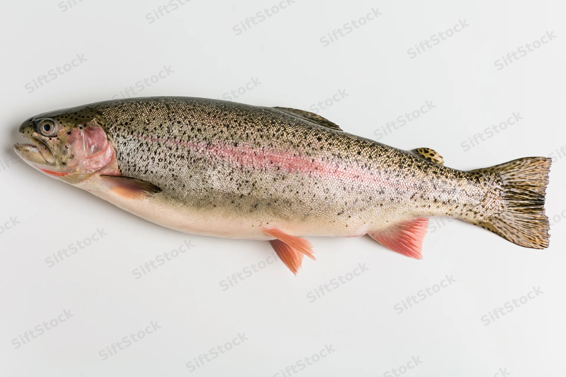 Whole fresh rainbow trout laid flat viewed from the side on white background