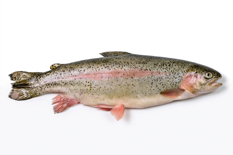 Fresh rainbow trout lying flat viewed from the side on white background