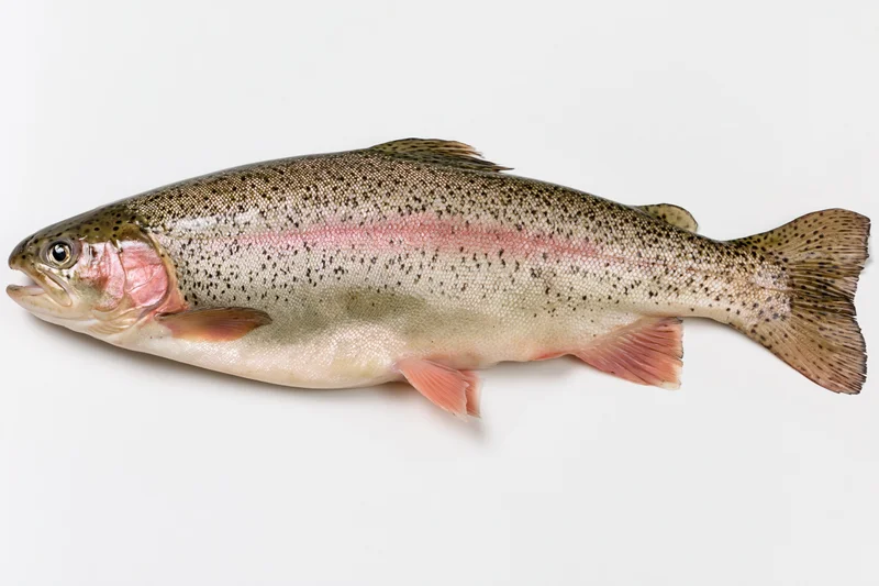 Whole fresh rainbow trout viewed from the side on white background