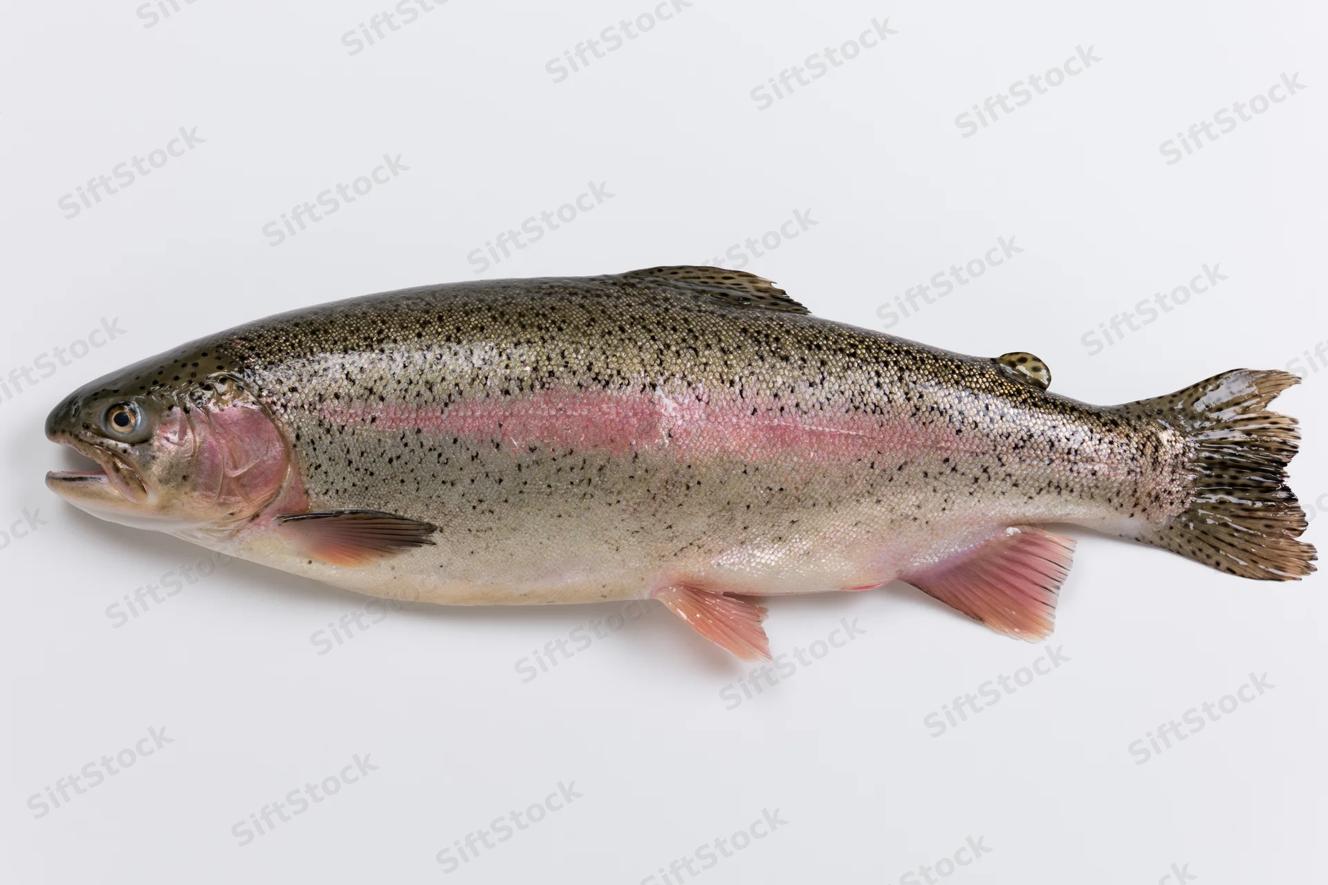 Fresh rainbow trout lying flat on white surface viewed from side