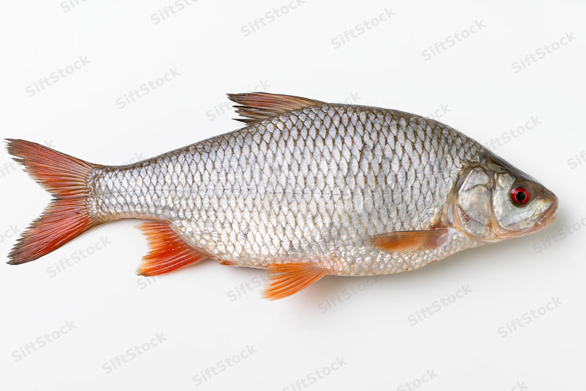 Freshwater roach fish in full lateral profile on white background