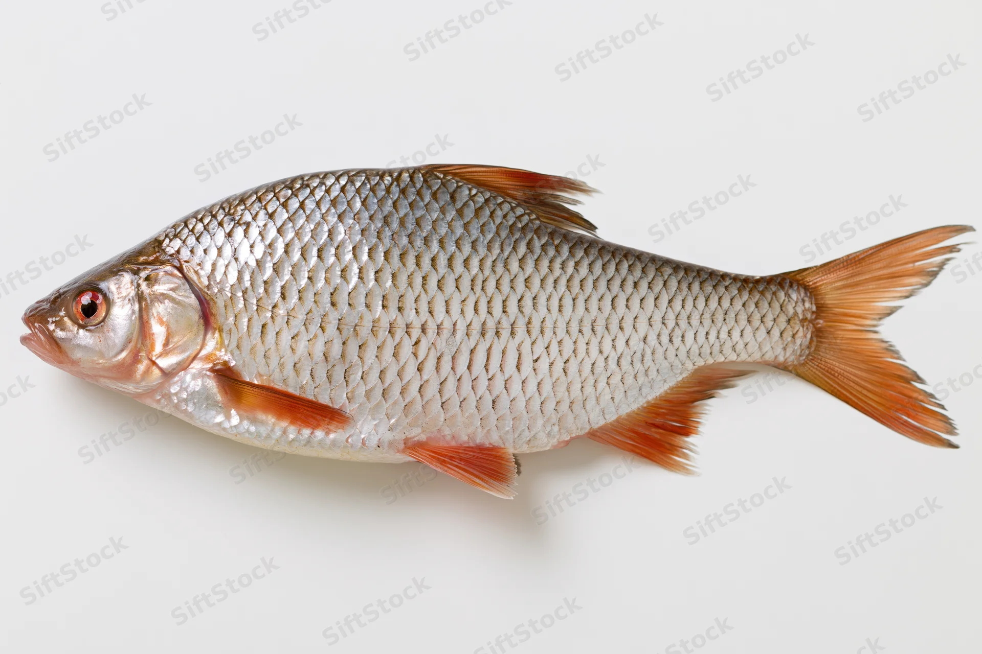 Freshwater roach fish in full lateral profile against white background