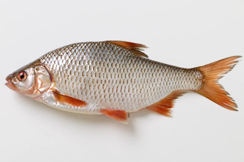 Freshwater roach fish in full lateral profile against white background