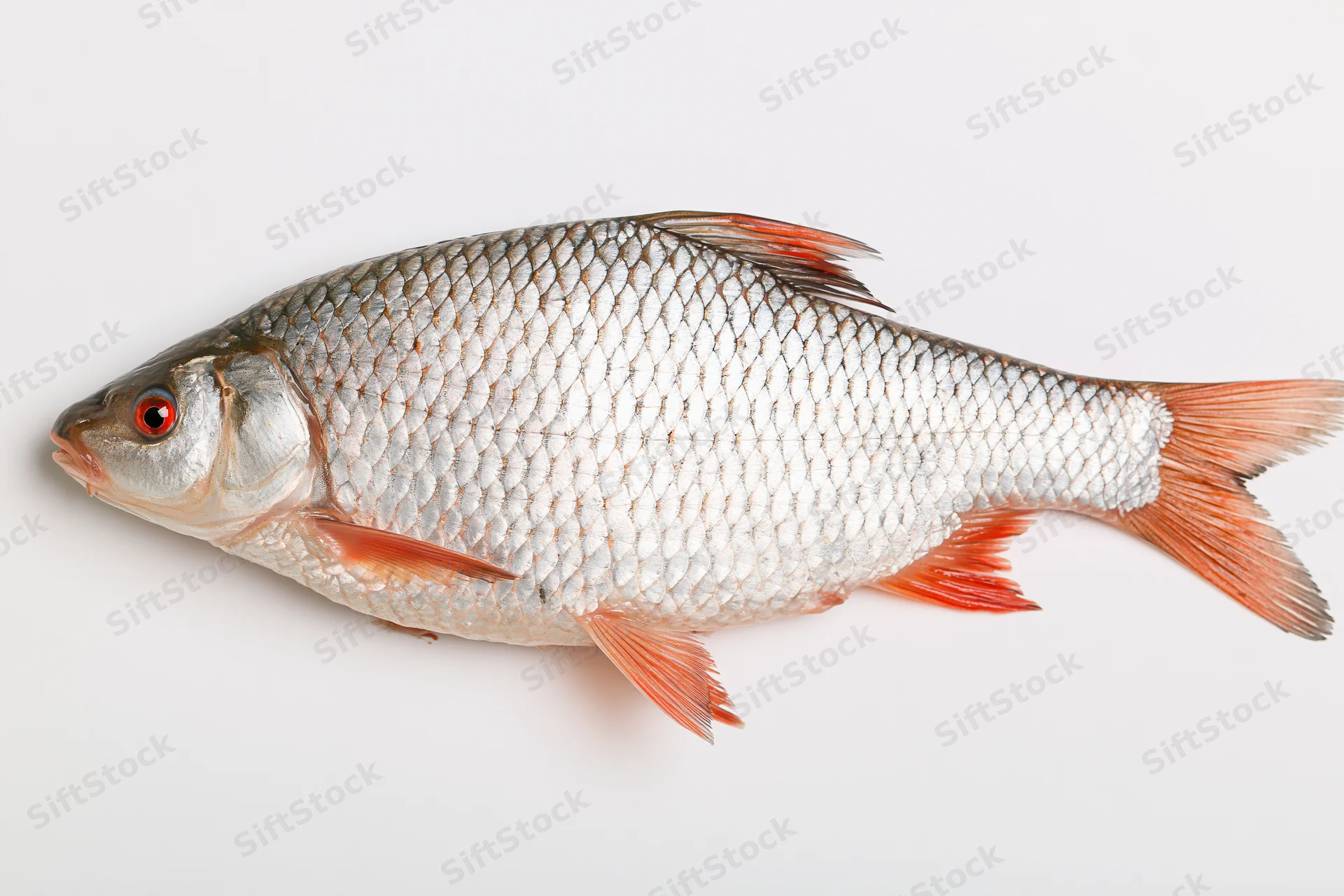 Freshwater roach fish in lateral profile on white background